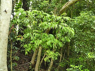 <i>Cupaniopsis foveolata</i> Species of flowering plant