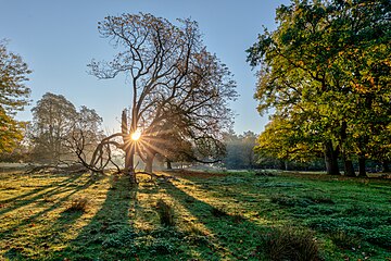 Dülmen, North Rhine-Westphalia, Germany