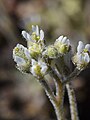 Hyaloperonospora（ツユカビ目）が寄生したヒメナズナ