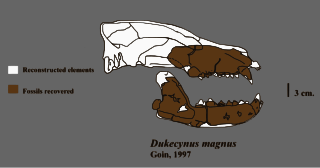 <i>Dukecynus</i> Extinct genus of large meat-eating metatherian