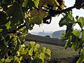 Blick von einem Weinberg bei Zadel auf Meißen mit Dom und Albrechtsburg