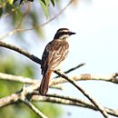 Empidonomus varius-Variegated Flycatcher