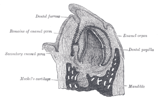 Dental papilla