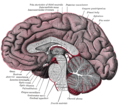 Sección sagital mediana del cerebro.