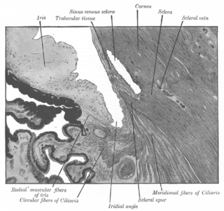 <span class="mw-page-title-main">Trabecular meshwork</span> Area of tissue in the eye