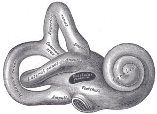 <span class="mw-page-title-main">Bony labyrinth</span> Bony structure of the inner ear