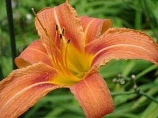 <i>Hemerocallis fulva</i> Species of flowering plant in the family Asphodelaceae