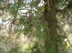 Description de l'image Juniperus rigida2.jpg.