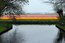 Tulppaanipeltoja Keukenhofissa