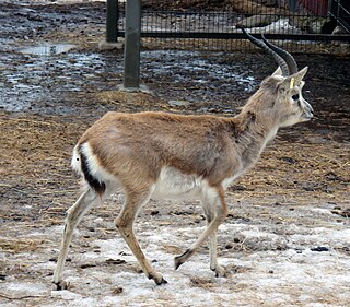 <span class="mw-page-title-main">Goitered gazelle</span> Species of mammal