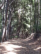 Bosques alrededor de la laguna