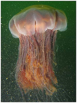 <i>Cyanea</i> (jellyfish) Genus of jellyfishes