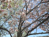 Magnolia tree in Kenosha Magnolia Tree Kenosha.jpg