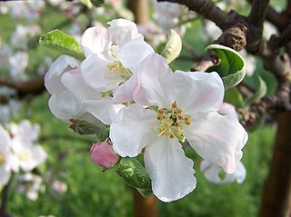 <span class="mw-page-title-main">Apple</span> Fruit that grows on a tree