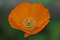 Meconopsis cambrica (= Papaver cambricum)