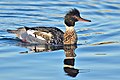 Red-breasted merganser Mergus serrator toppet skallesluger NONE