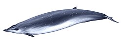 Thumbnail for Gervais's beaked whale