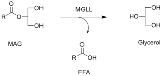 <span class="mw-page-title-main">Monoacylglycerol lipase</span> Class of enzymes