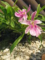 Miltonia spectabilis