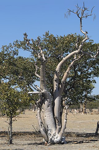 <i>Moringa</i> (genus) Genus of flowering plants