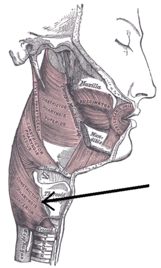 <span class="mw-page-title-main">Inferior pharyngeal constrictor muscle</span> Skeletal muscle of the pharynx