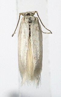 <span class="mw-page-title-main">Opostegidae</span> Family of moths