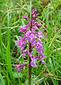 Orchis mascula