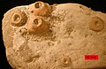 Isocrinus nicoleti柄的化石