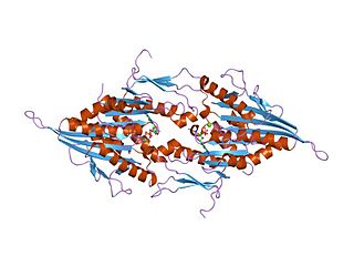 <span class="mw-page-title-main">Kinesin-like protein KIF11</span> Protein-coding gene in the species Homo sapiens