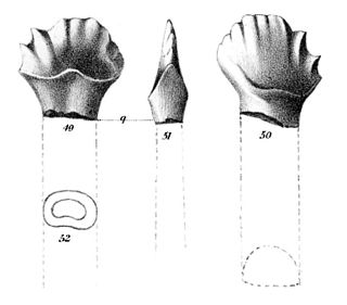 <i>Palaeoscincus</i> Extinct genus of dinosaurs