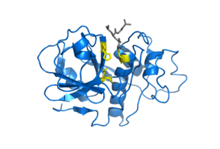 <span class="mw-page-title-main">Cysteine protease</span> Class of enzymes