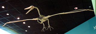 <span class="mw-page-title-main">Pelagornithidae</span> Extinct family of seabirds