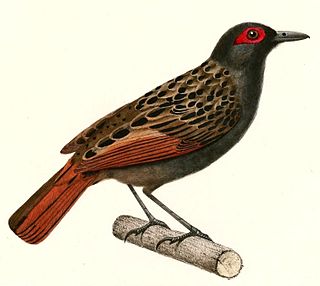 <i>Phlegopsis</i> Genus of birds