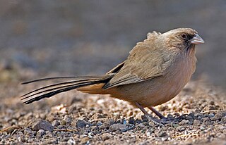 <span class="mw-page-title-main">Abert's towhee</span> Species of bird