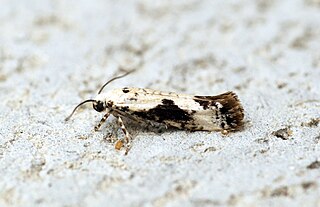 <i>Prays fraxinella</i> Species of moth