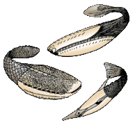 El extinto Pteraspidomorphi, un ancestro de los vertebrados con mandíbula