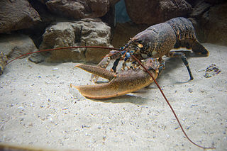 <span class="mw-page-title-main">Astacidea</span> Infraorder of crustaceans