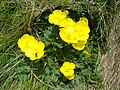 Ranunculus montanus