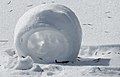 Wind-rolled snowball