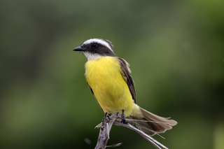 <span class="mw-page-title-main">Social flycatcher</span> Species of bird