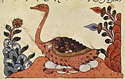 Ostrich sitting on eggs, from the Book of Animals of al-Jahiz