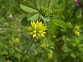 Mažasis dobilas (Trifolium dubium)