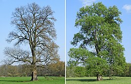 Paprastoji vinkšna (Ulmus laevis)