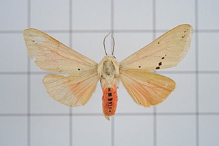 <i>Spilarctia subcarnea</i> Species of moth