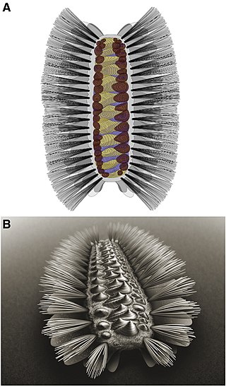 <span class="mw-page-title-main">Tommotiid</span> Extinct order of brachiopods