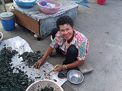 Traballador limpando os mexillóns, quitándolles o biso e os arneiróns cunha tesoira, en Tailandia