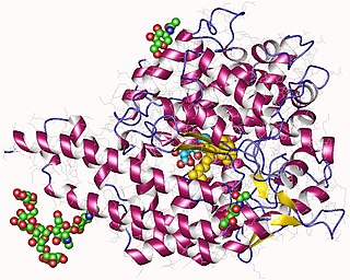 <span class="mw-page-title-main">Angiotensin-converting enzyme</span> Mammalian protein found in Homo sapiens