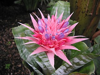 <i>Aechmea fasciata</i> Species of plant