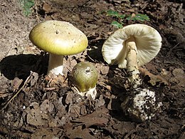 Žalsvoji musmirė (Amanita phalloides)