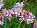 Mjátt sjógras (Armeria maritima)